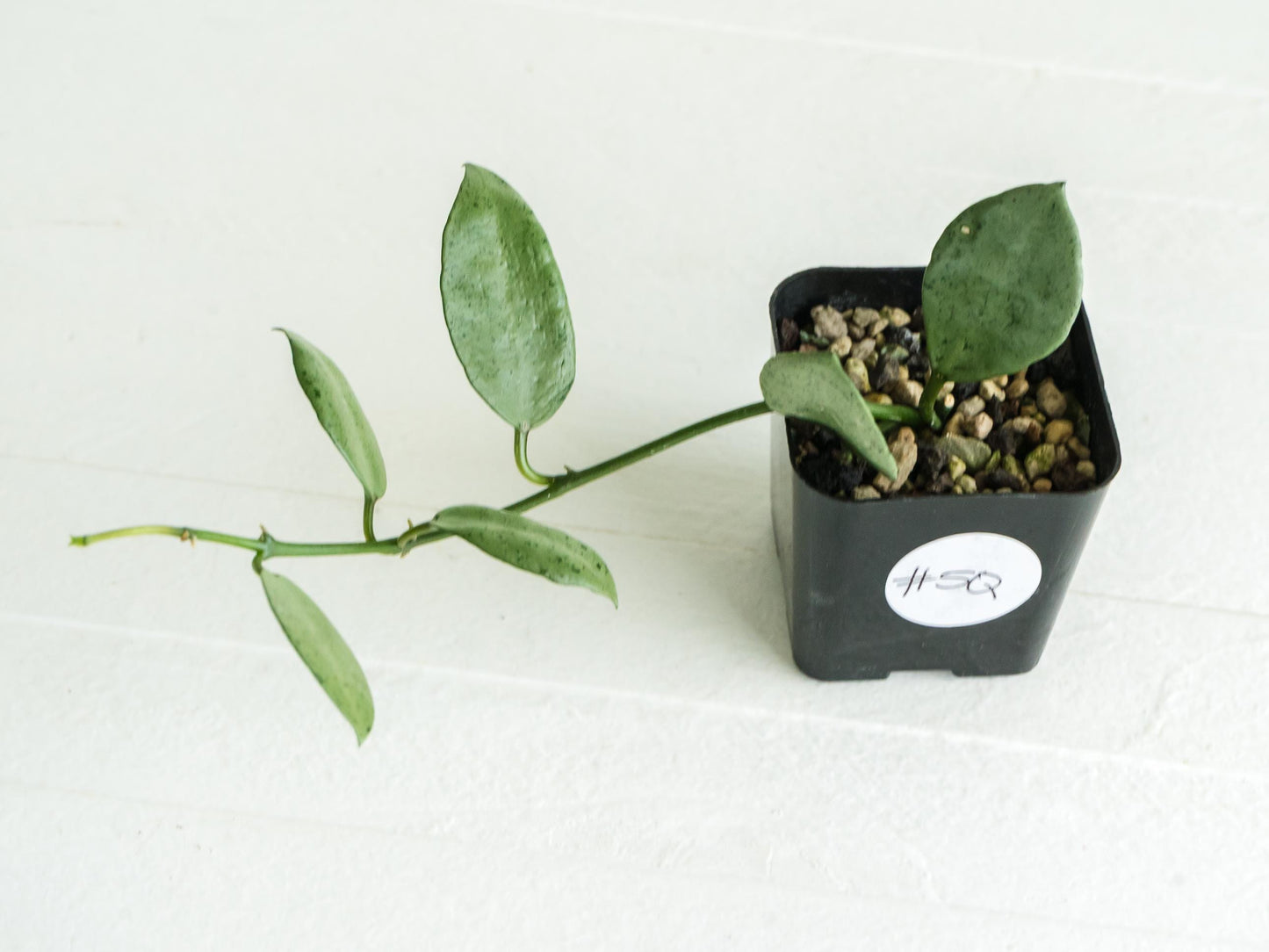 Hoya lacunosa 'Silver Mint Coin' | 2-Inch