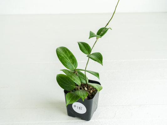 Hoya fitchii (Orange Flower) | 2-Inch