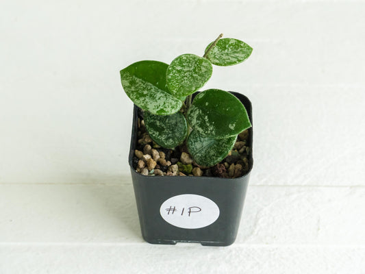 Hoya 'Mathilde' (Splash) | 2-Inch