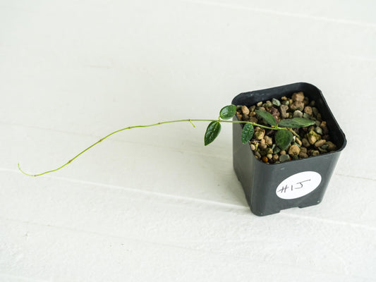 Hoya pulleana IM-02 | 2-Inch