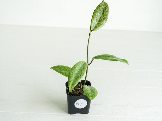 Hoya 'Jita Silver' | 2-Inch