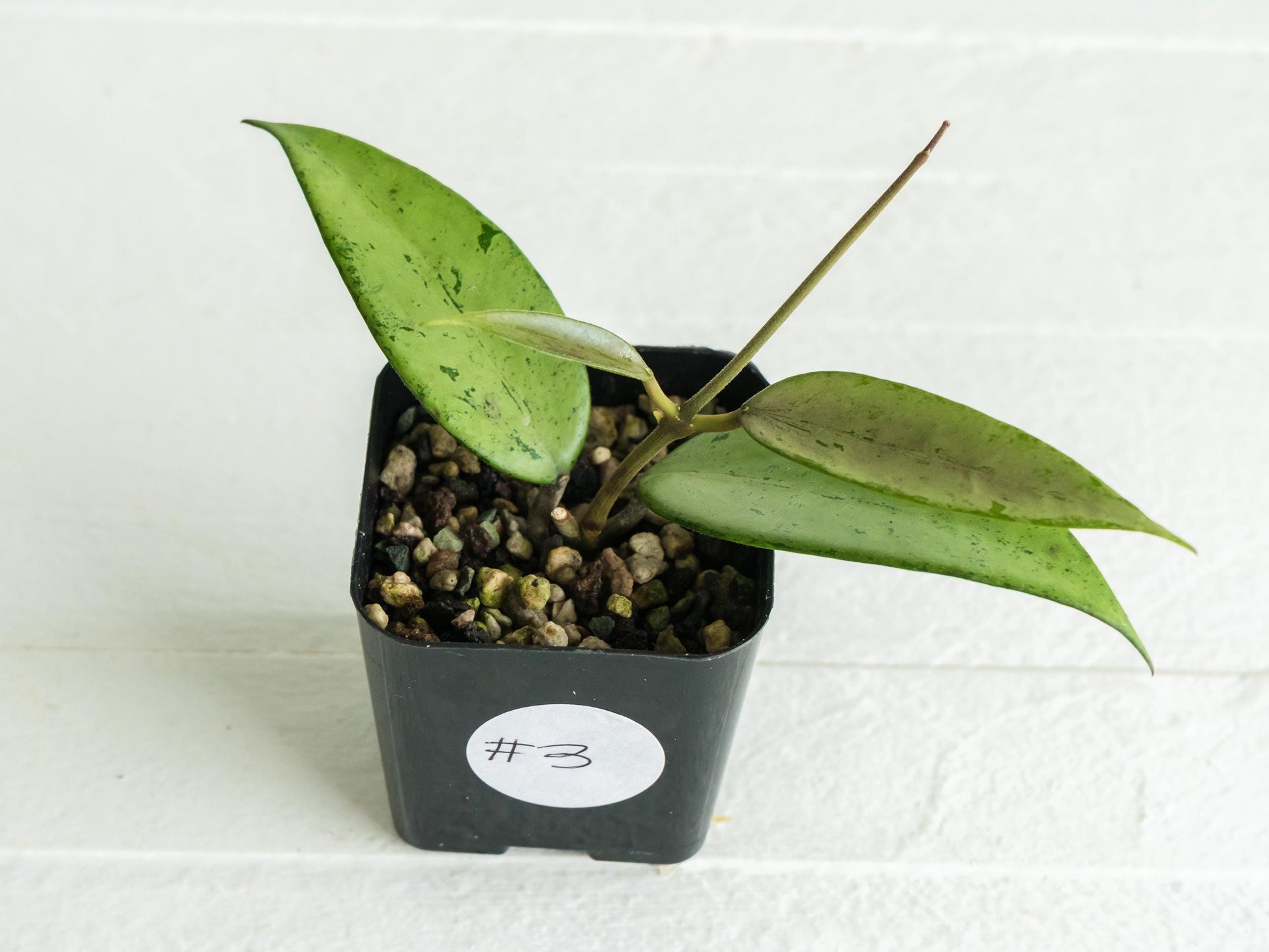 Hoya 'Snow Cui' (Silver) | 2-Inch