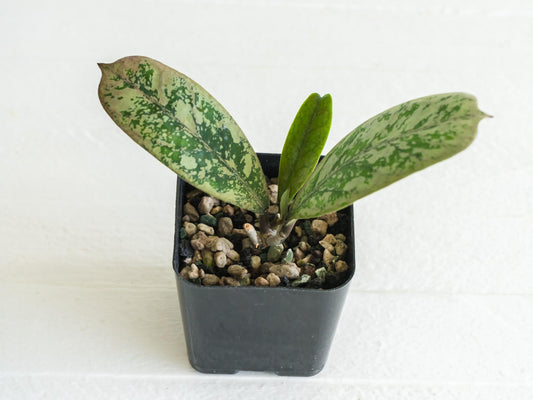 Hoya 'Lorelai' | 2-Inch