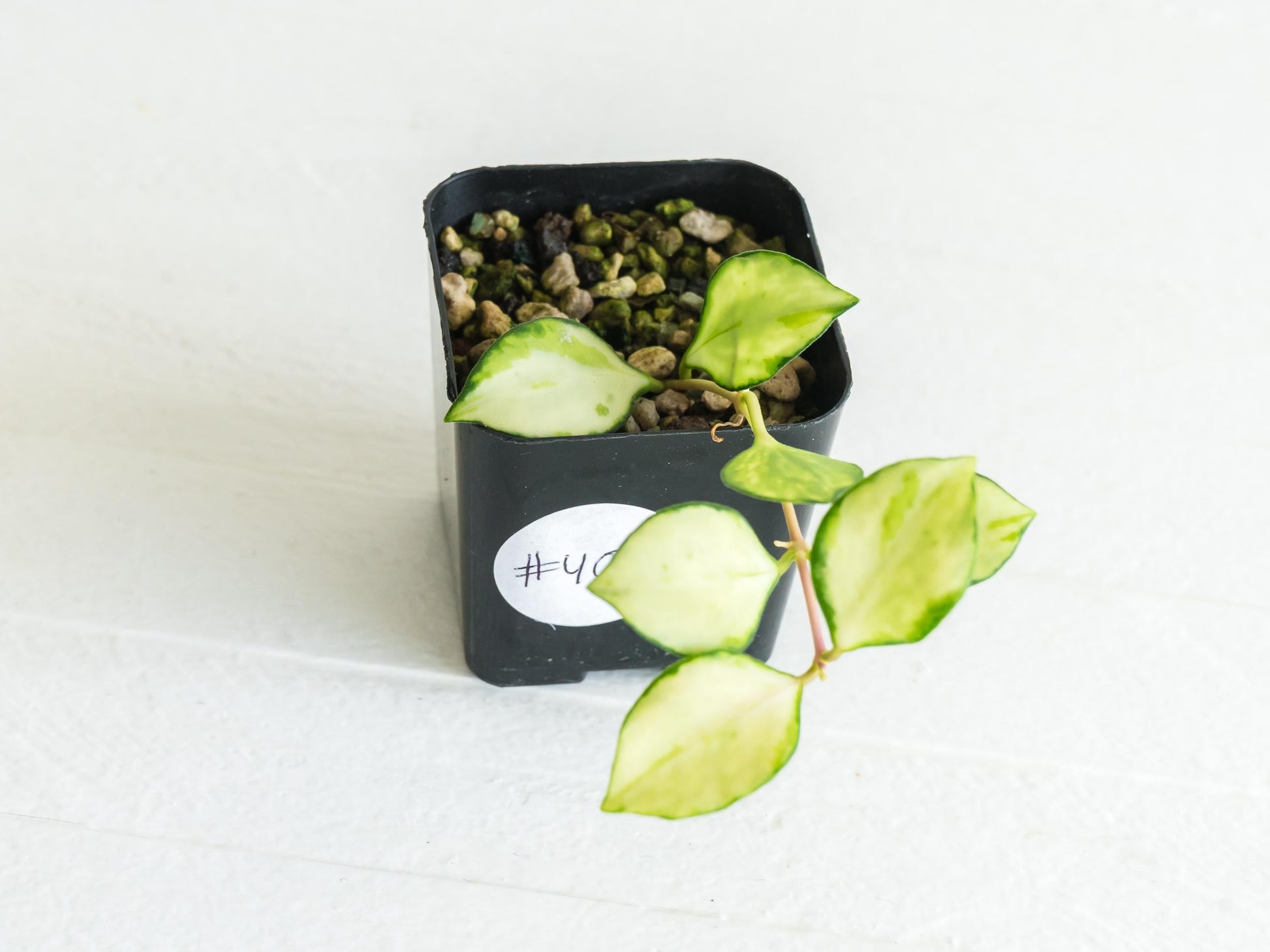 Hoya heuschkeliana (Inner Variegated)| 2-Inch