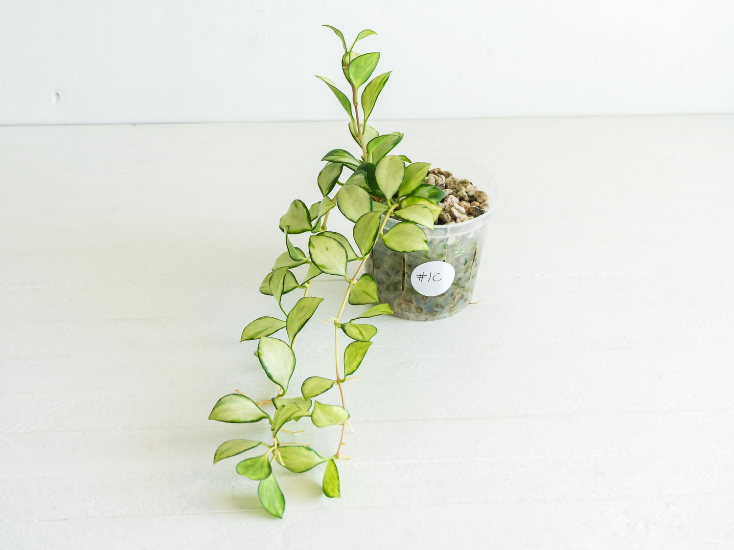 Hoya heuschkeliana (Inner Variegated) | 3-Inch
