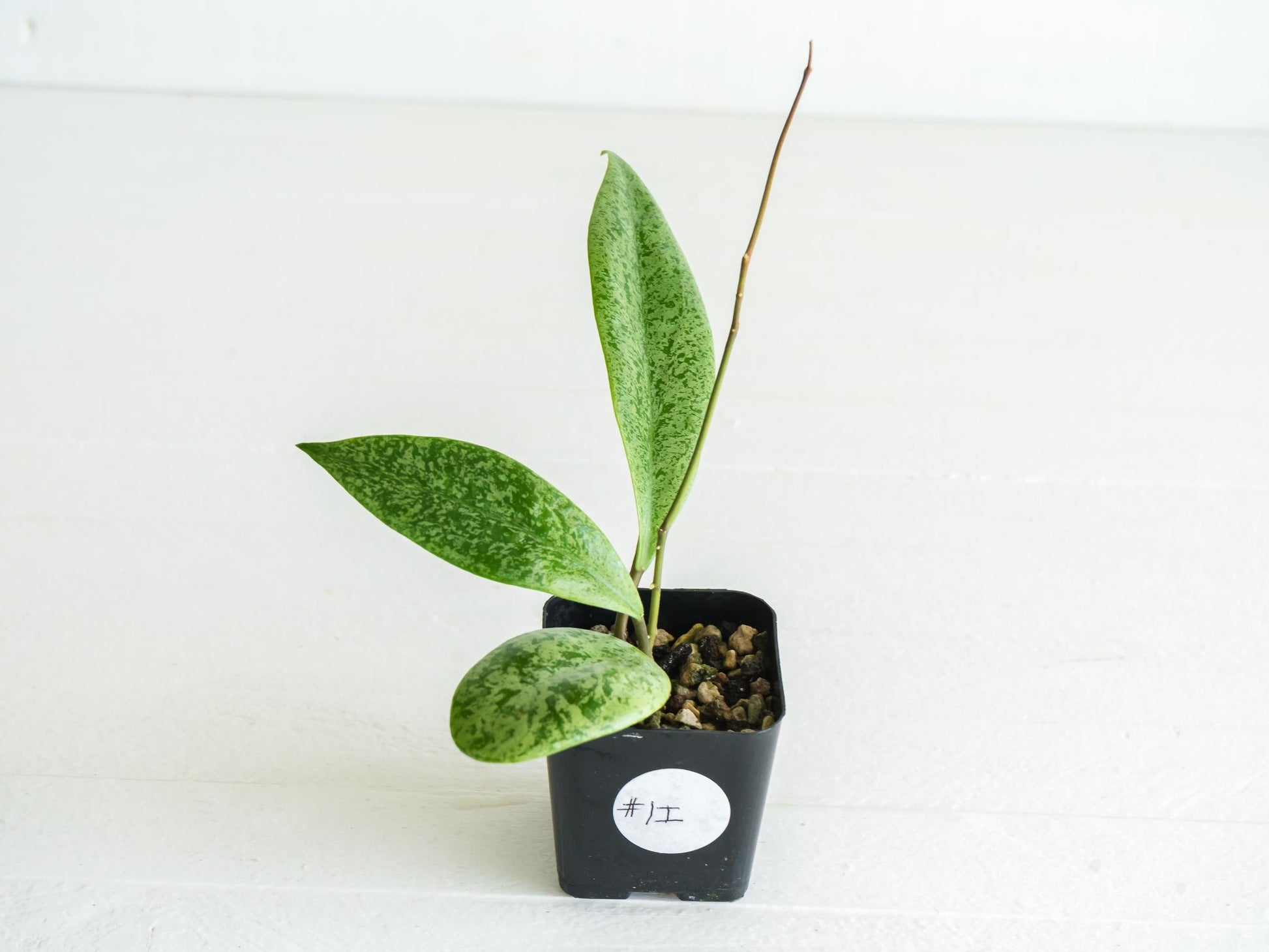 Hoya 'Jita Silver' | 2-Inch