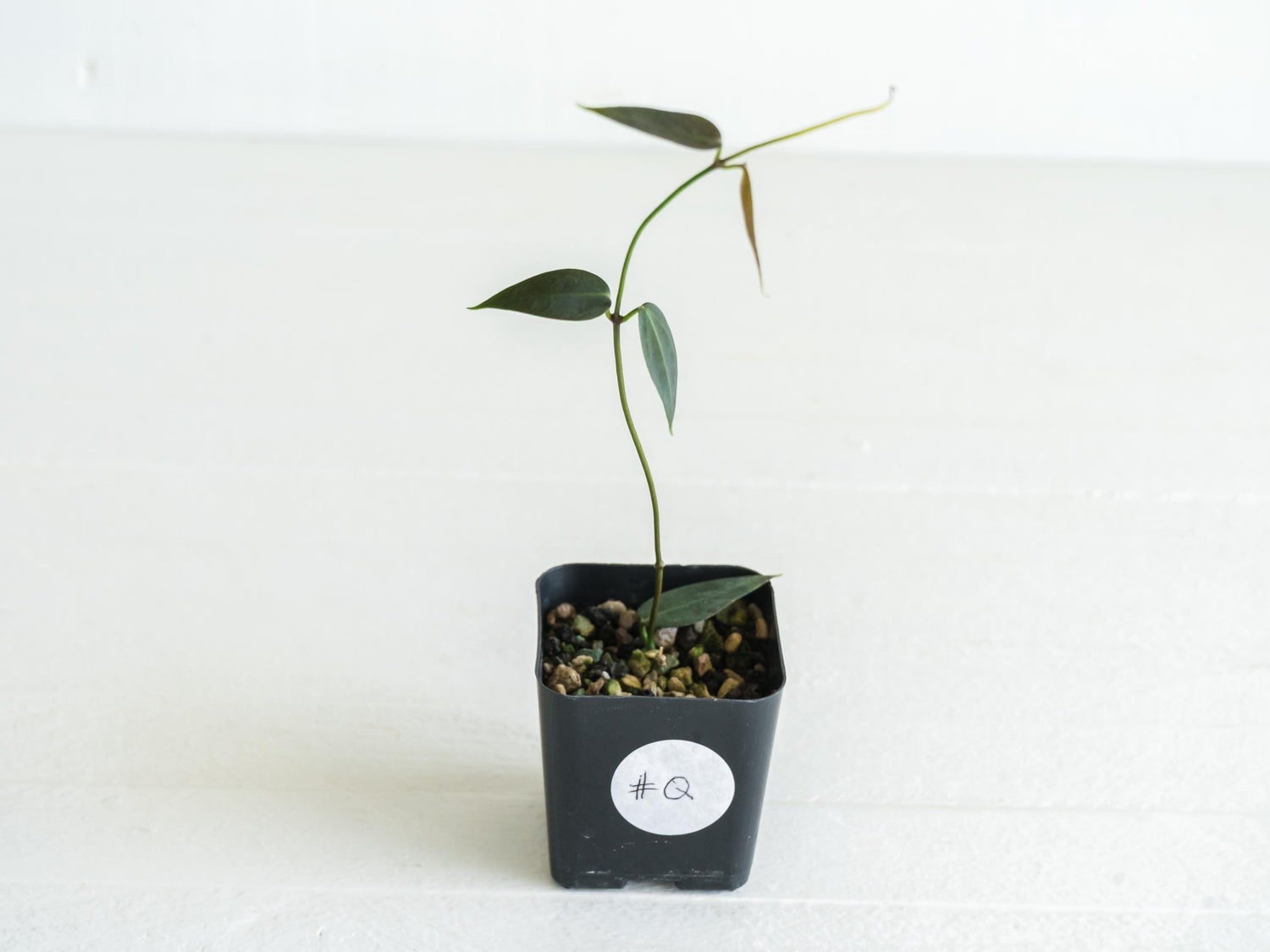 Hoya carrii (NS13-064) | 2-Inch