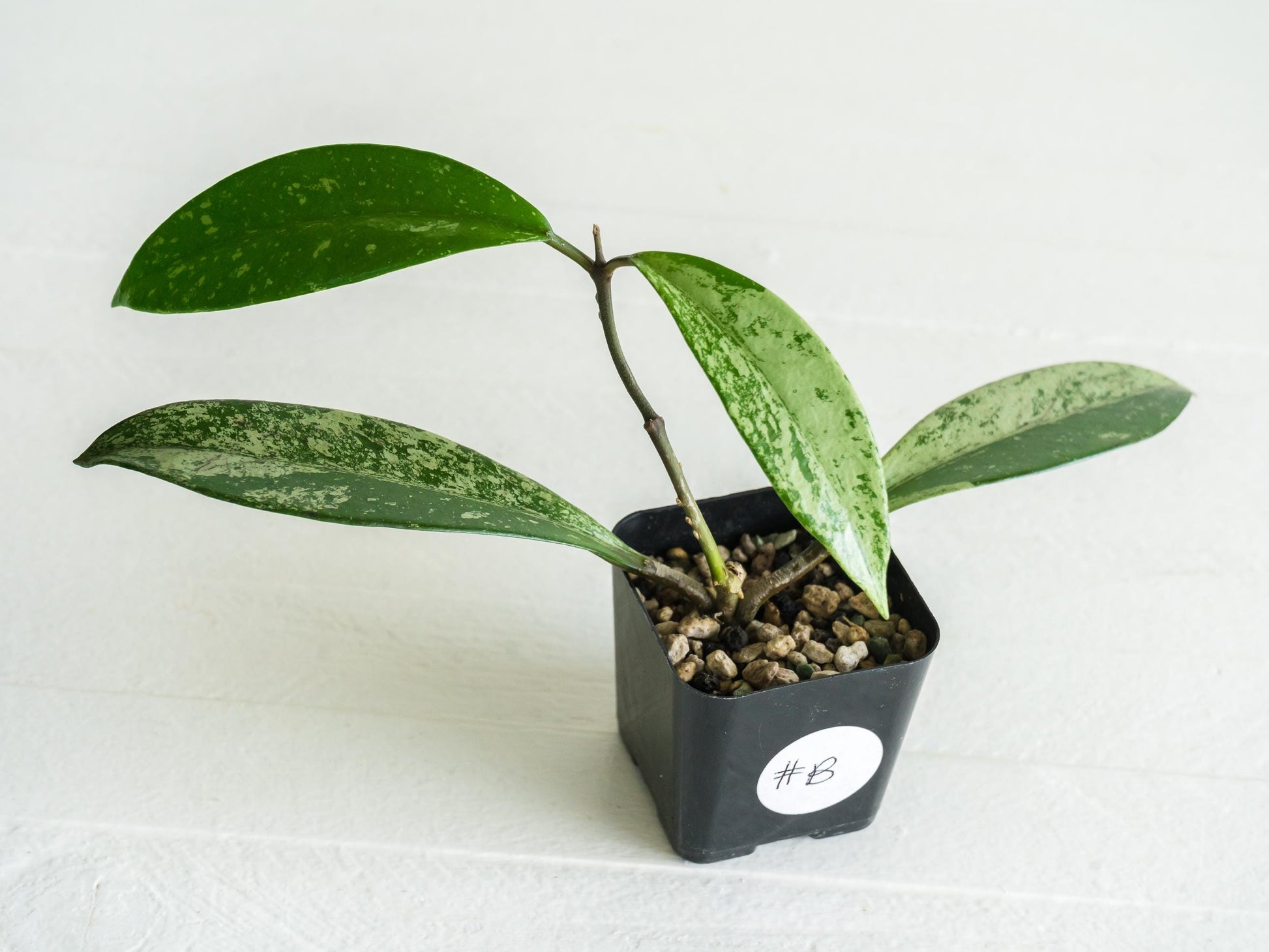 Hoya pubicalyx (Splash) | 2-Inch