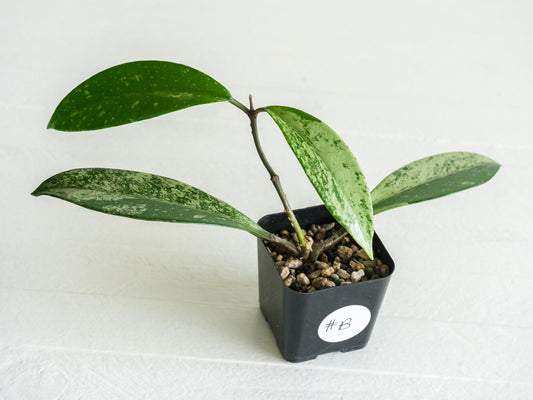 Hoya pubicalyx (Splash) | 2-Inch