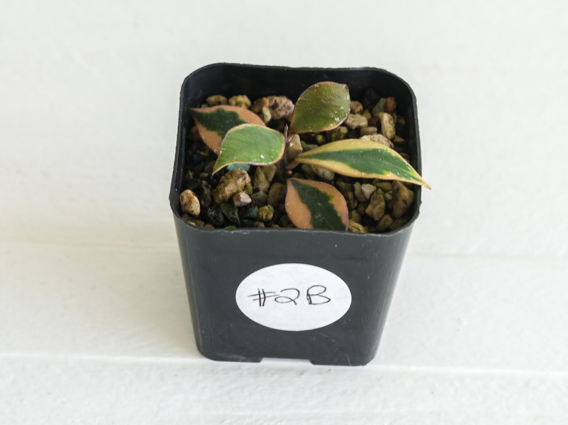 Hoya bakoensis (Outer Variegated - Albo) | 2-Inch