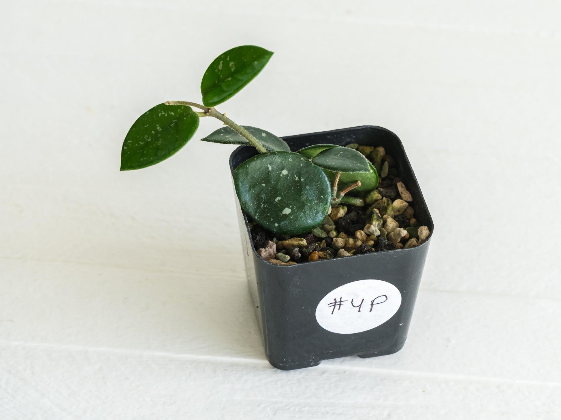 Hoya 'Mathilde' | 2-Inch