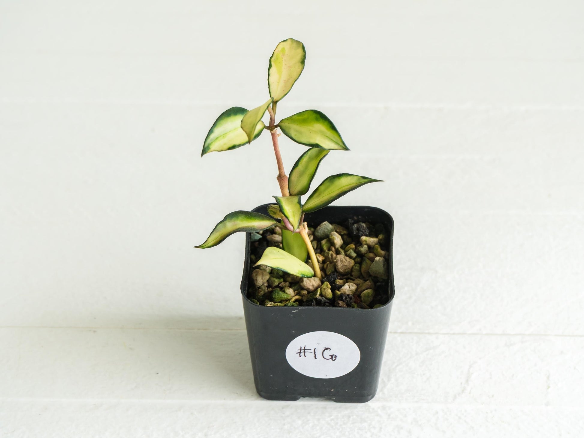 Hoya lacunosa 'Souma' | 2-Inch