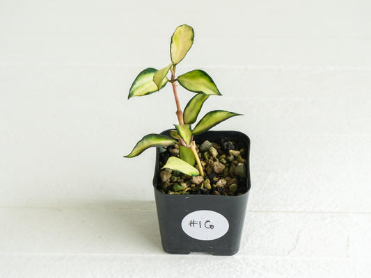 Hoya lacunosa 'Souma' | 2-Inch