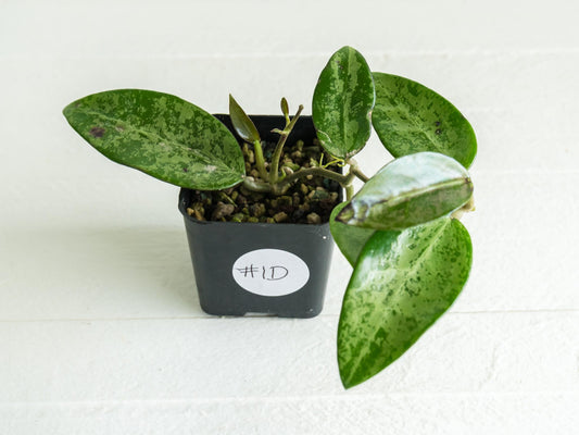 Hoya 'Rime' (Splash) | 2-Inch