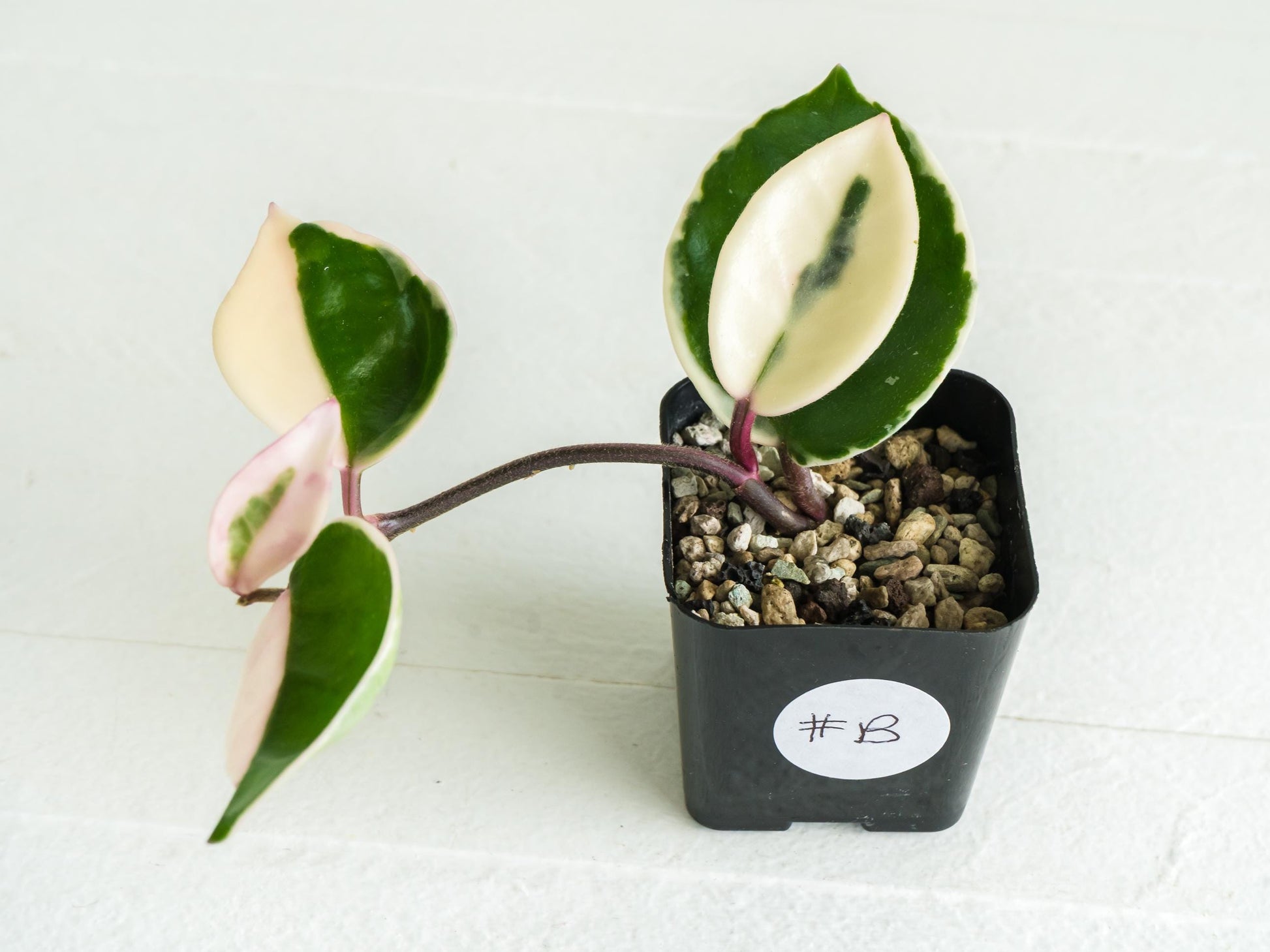Hoya carnosa 'Tricolor' KRIMSON QUEEN | 2-Inch