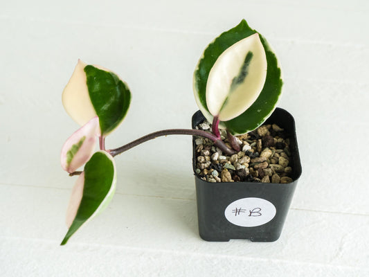 Hoya carnosa 'Tricolor' KRIMSON QUEEN | 2-Inch