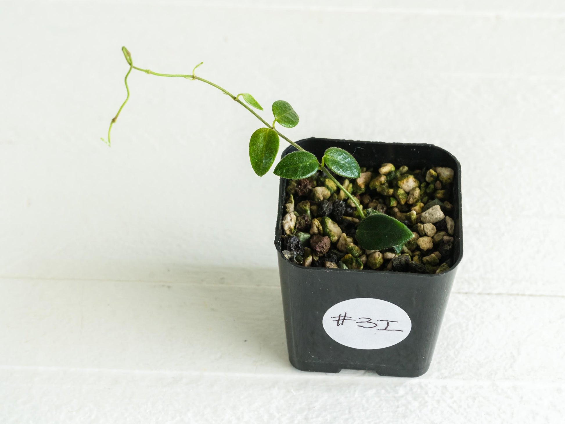 Hoya pulleana IM-02 | 2-Inch