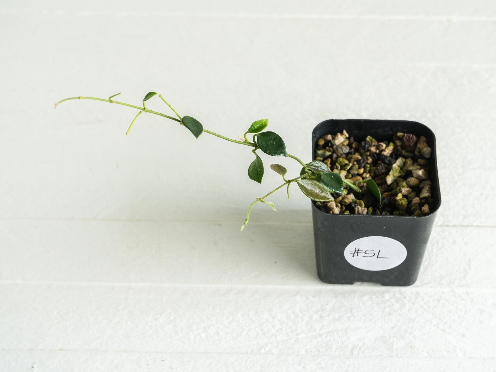 Hoya papua (PNG IM-08) | 2-Inch