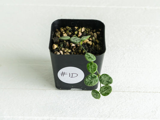 Hoya serpens (Silver) | 2-Inch