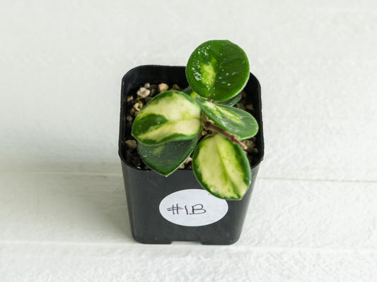 Hoya 'Mathilde' (Inner Variegated) | 2-Inch