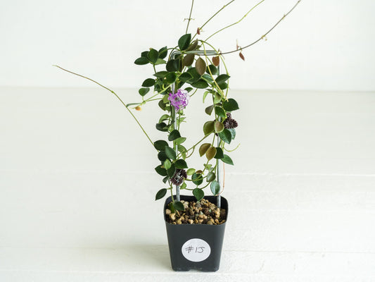 Hoya papua (PNG IM-08) | Large 2-Inch
