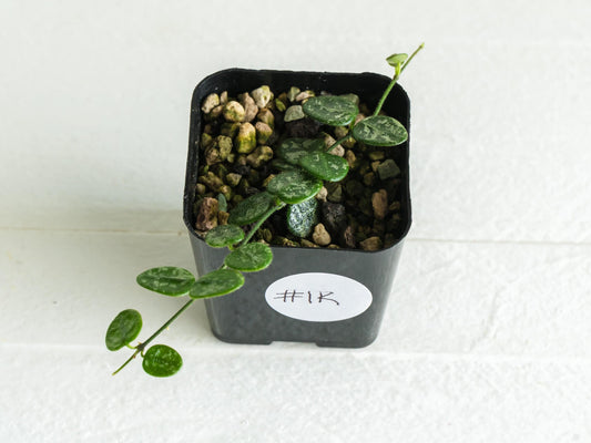 Hoya serpens (Splash) | 2-Inch