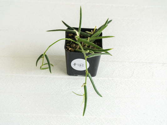 Hoya linearis | 2-Inch
