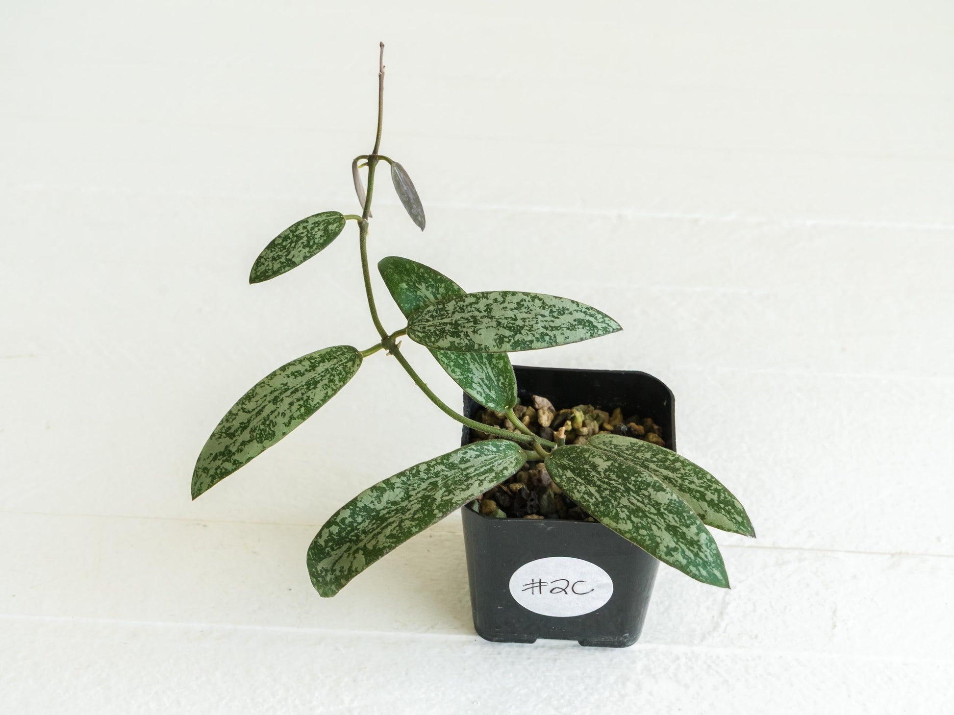 Hoya sigillatis 'Round Leaf' aka sigillatis (Silver) AH001 | 2-Inch
