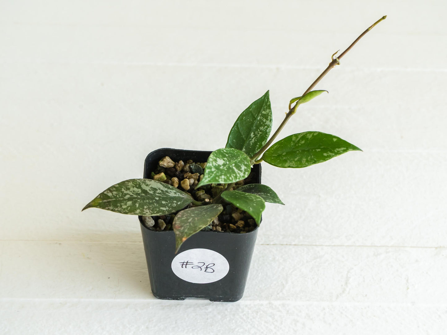 Hoya 'Rebecca' (Splash) | 2-Inch