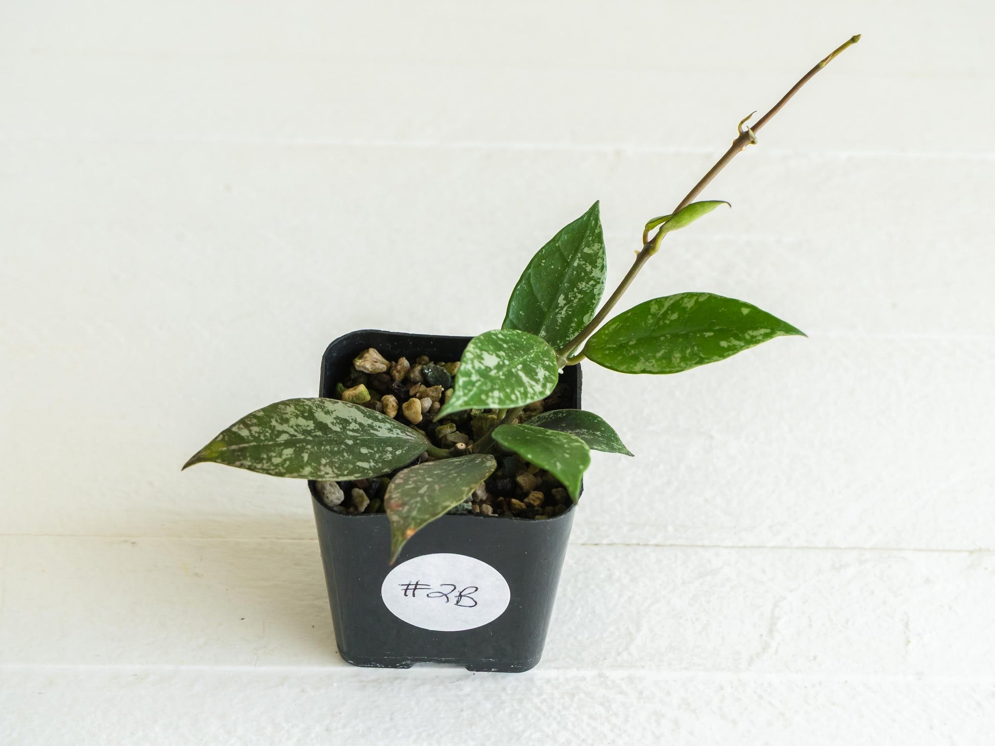 Hoya 'Rebecca' (Splash) | 2-Inch