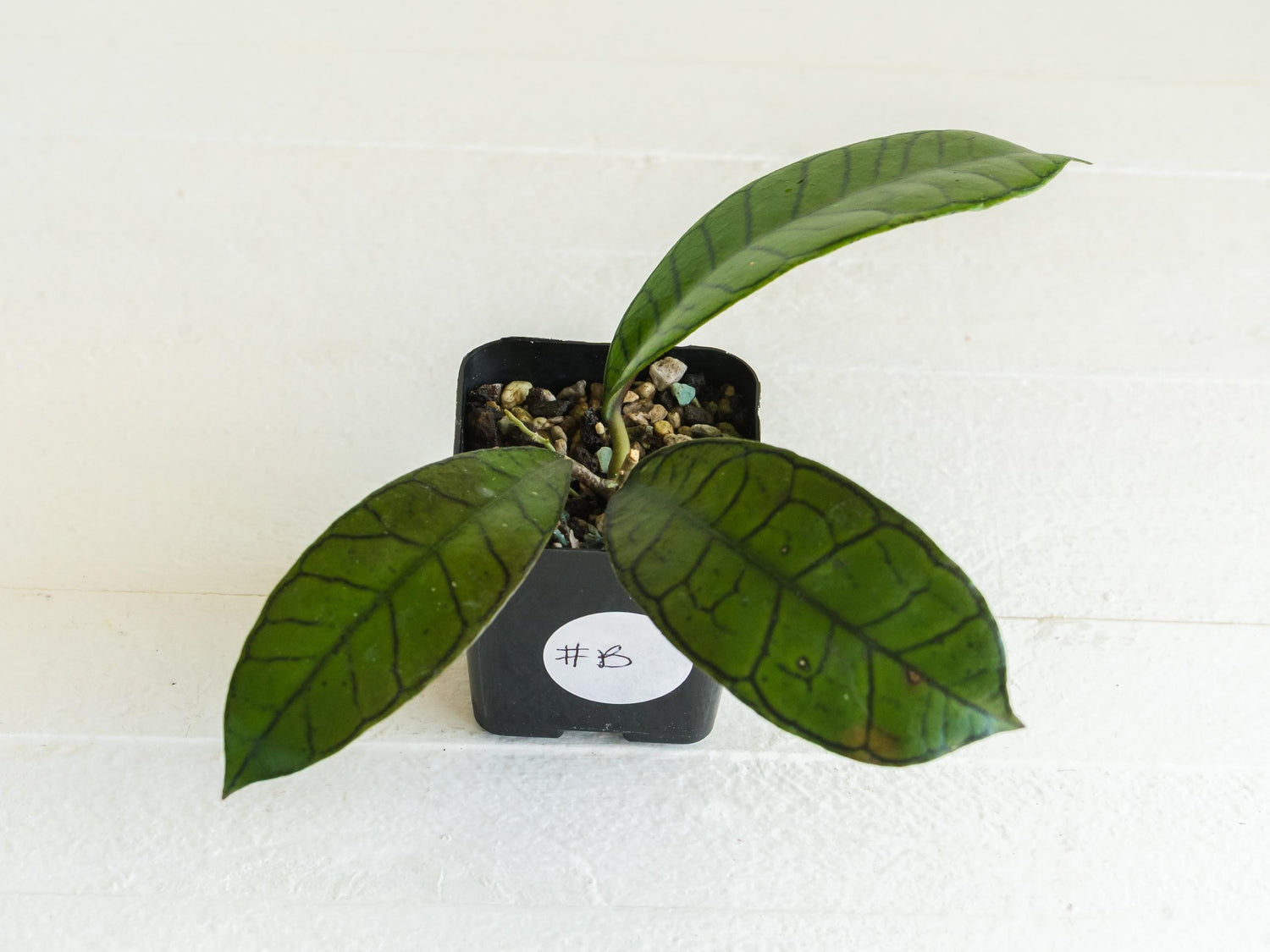 Hoya gunung gading | 2-Inch