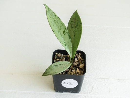 Hoya pubicalyx 'Pink Silver Ghost' | 2-Inch
