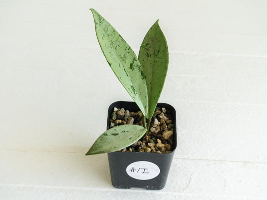 Hoya pubicalyx 'Pink Silver Ghost' | 2-Inch
