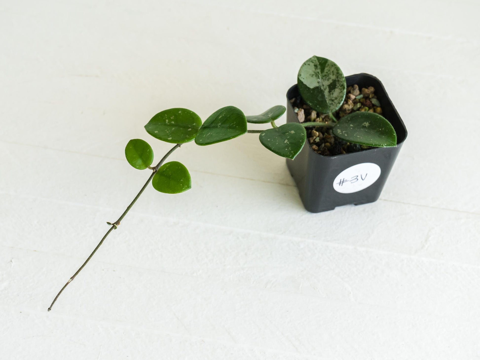Hoya 'Mathilde' | 2-Inch