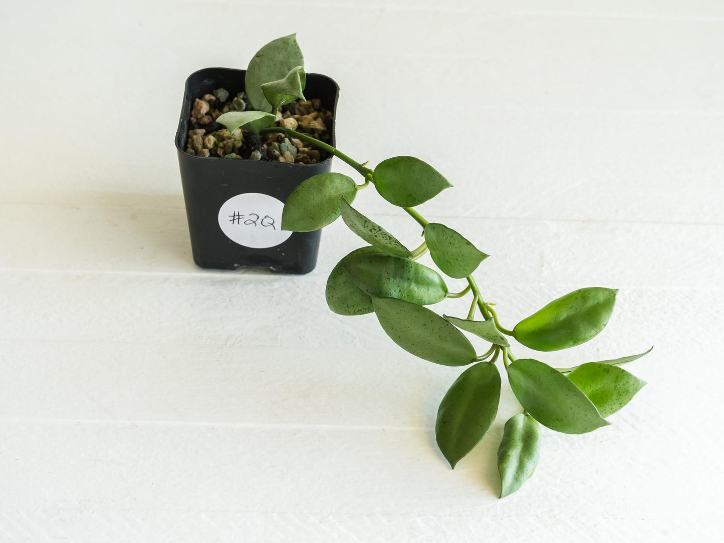 Hoya lacunosa 'Silver Mint Coin' | 2-Inch