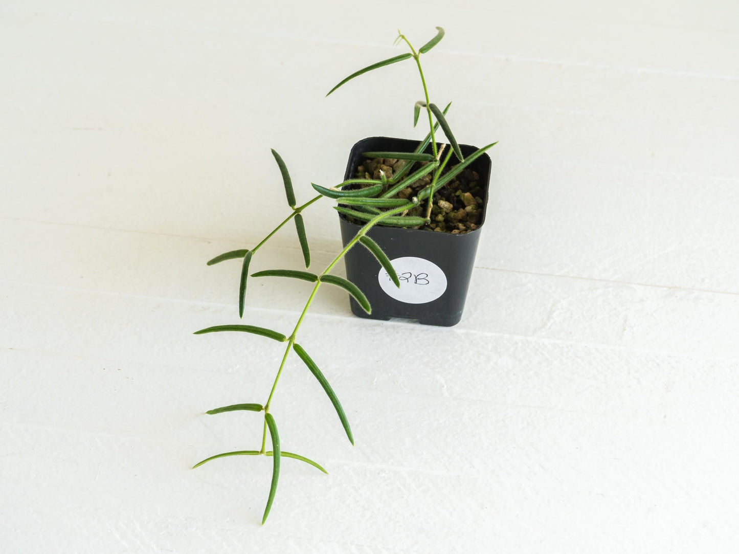 Hoya linearis | 2-Inch