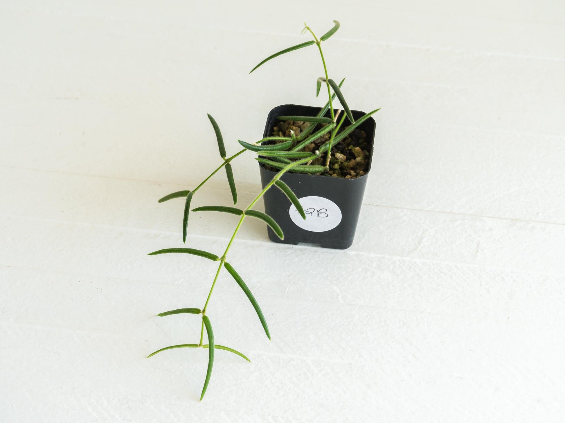 Hoya linearis | 2-Inch
