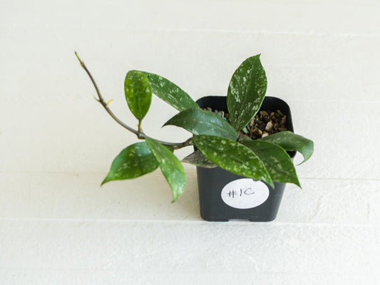Hoya 'Rebecca' (Splash) | 2-Inch