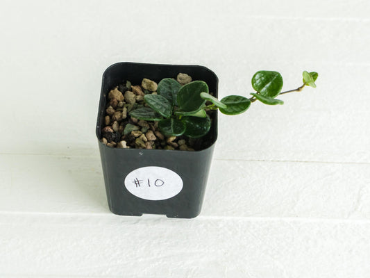 Hoya tengchongensis | 2-Inch