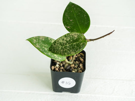 Hoya verticillata (EPC-997) | 2-Inch