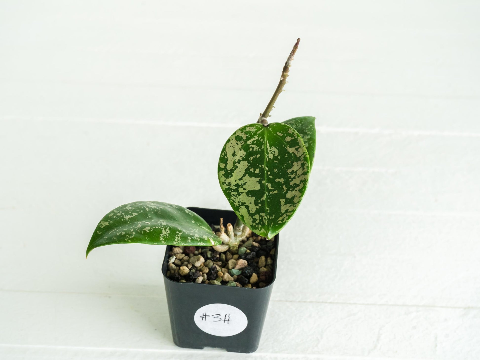 Hoya verticillata (EPC-997) | 2-Inch