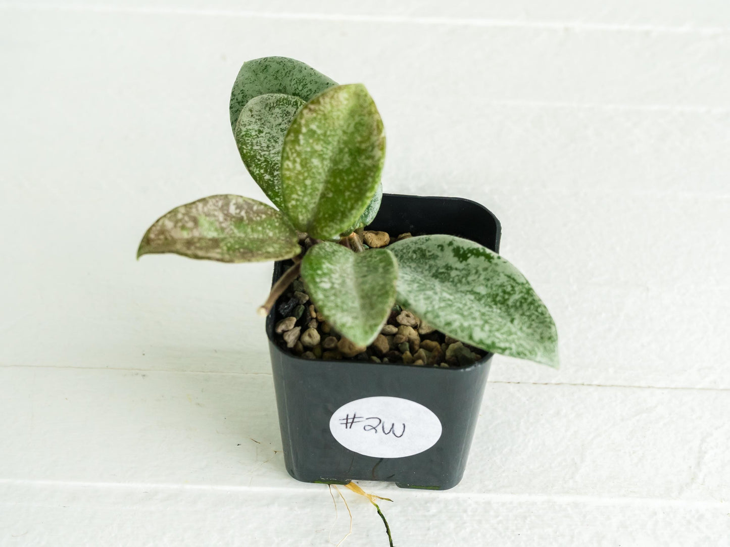 Hoya carnosa 'Nova Ghost' | 2-Inch
