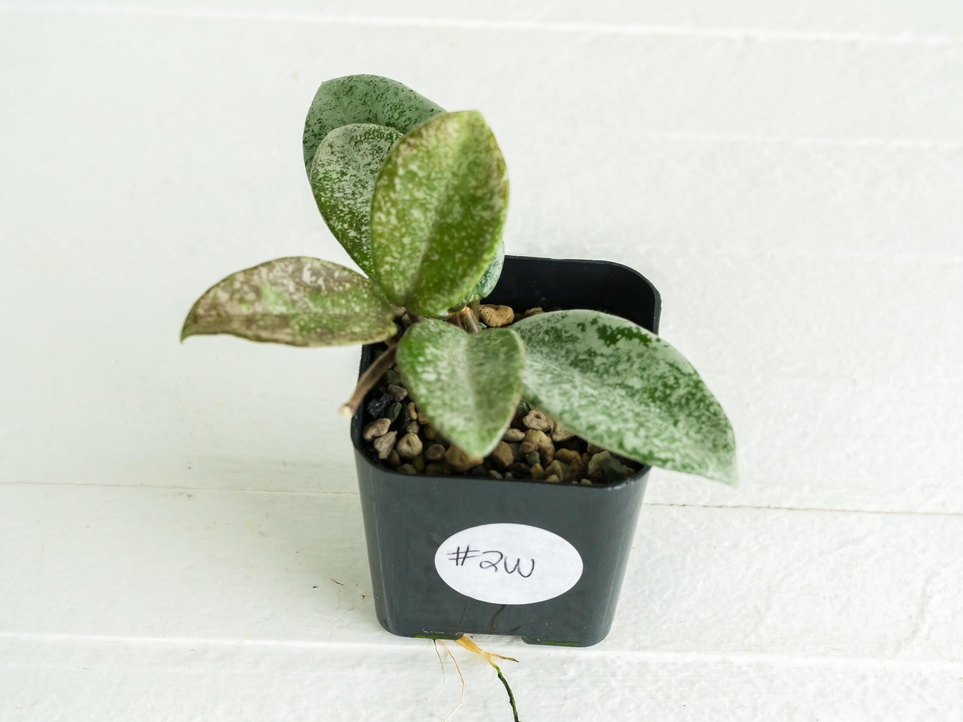 Hoya carnosa 'Nova Ghost' | 2-Inch