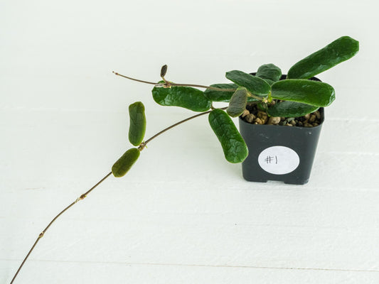 Hoya rotundiflora | 2-Inch