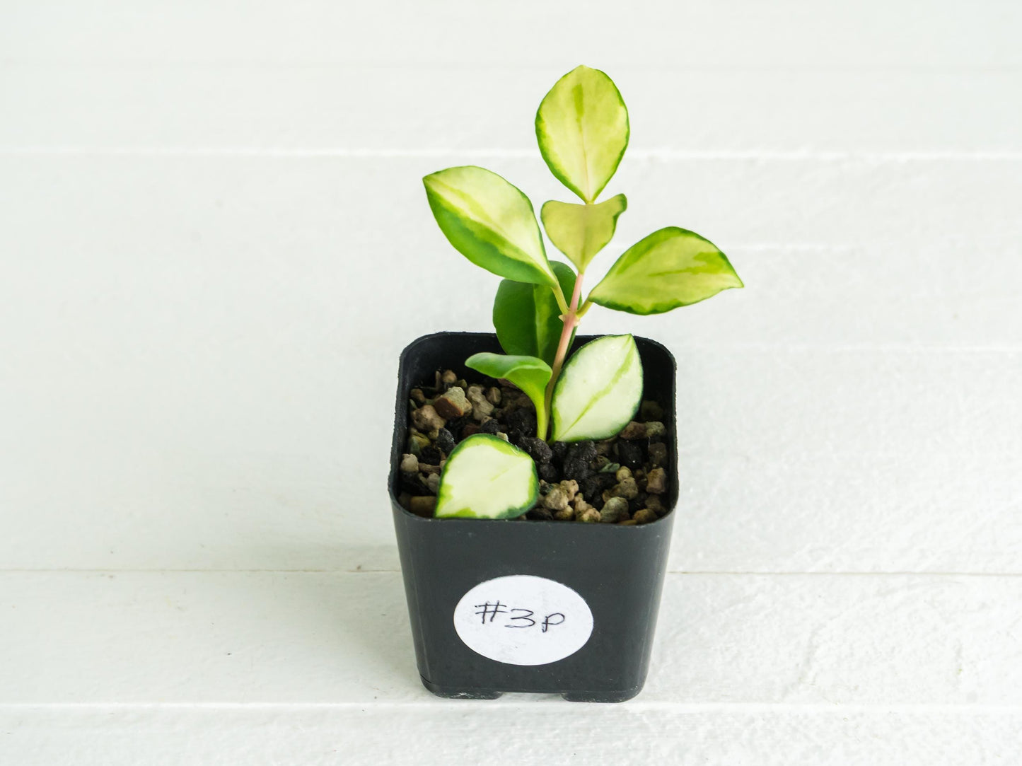 Hoya heuschkeliana (Inner Variegated)| 2-Inch
