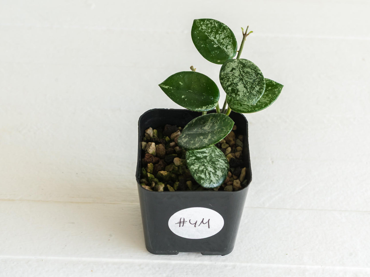 Hoya 'Mathilde' (Splash) | 2-Inch