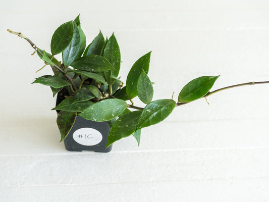 Hoya 'Rebecca' | 2-Inch