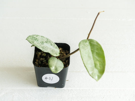 Hoya carnosa 'Nova Ghost' | 2-Inch