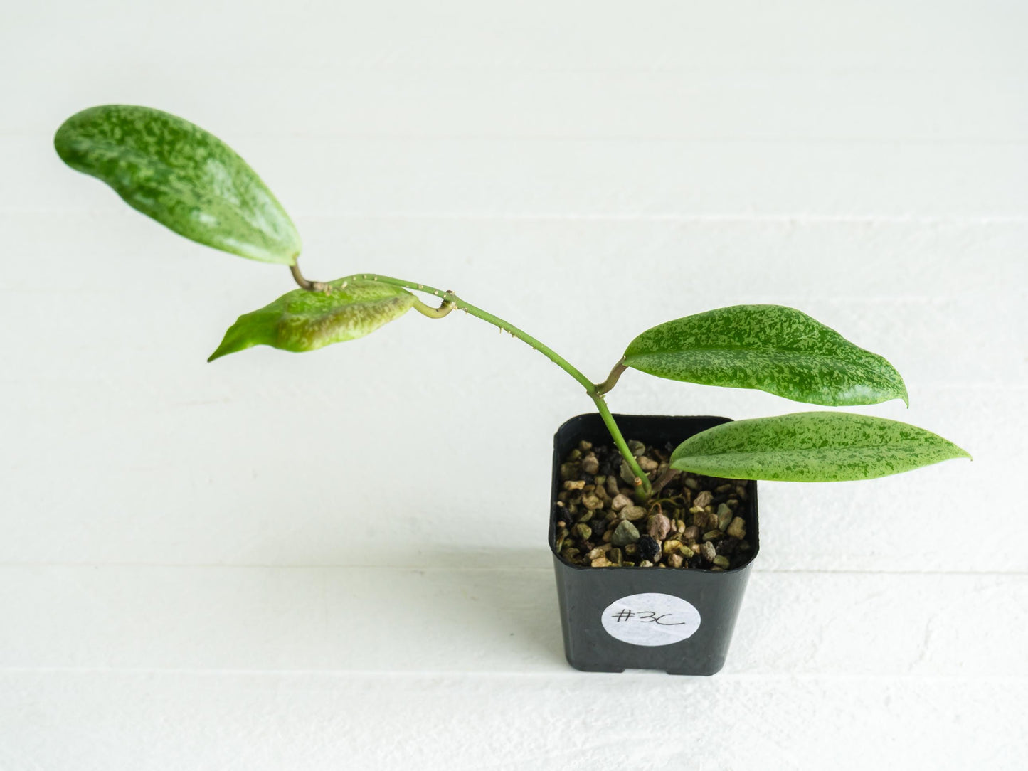 Hoya 'Jita Silver' | 2-Inch