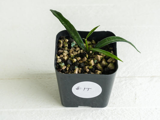 Hoya pauciflora | 2-Inch
